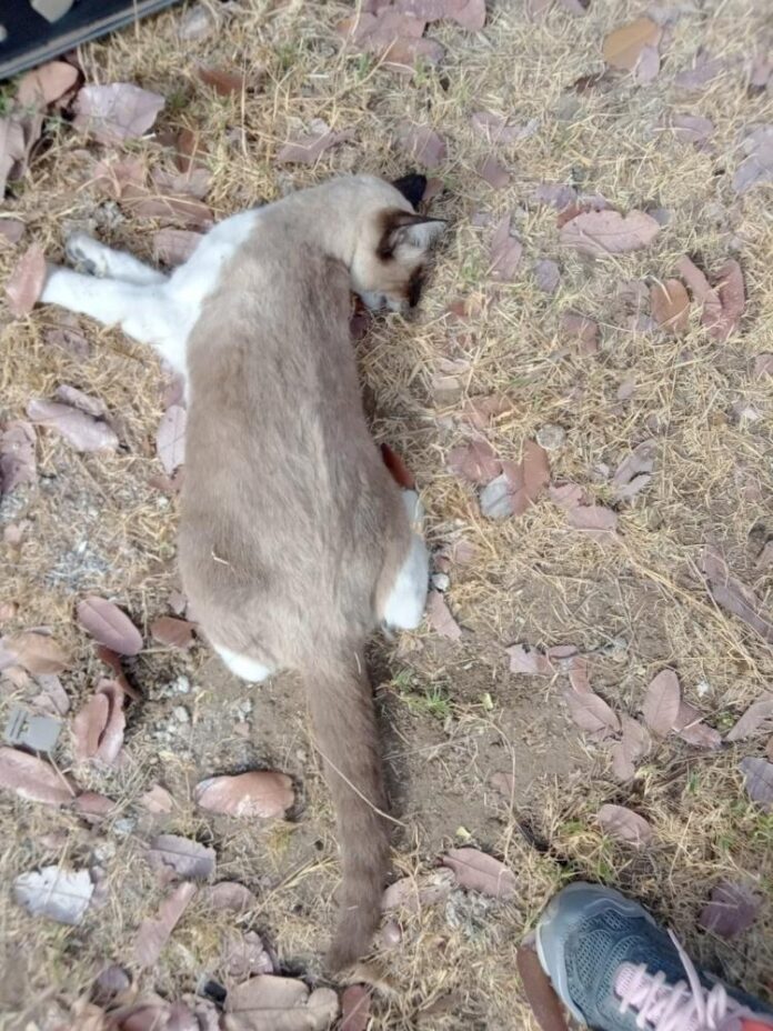 Morte de gatos revolta população de Várzea