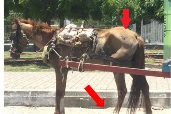 Ministério Público da Paraíba pede na Justiça fim de carroças puxadas por animais