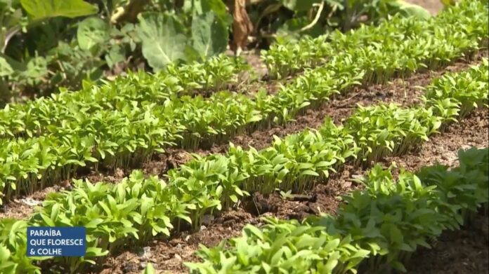Em Campina Grande, horta cultivada em hospital produz hortaliças para pacientes que são atendidos na unidade