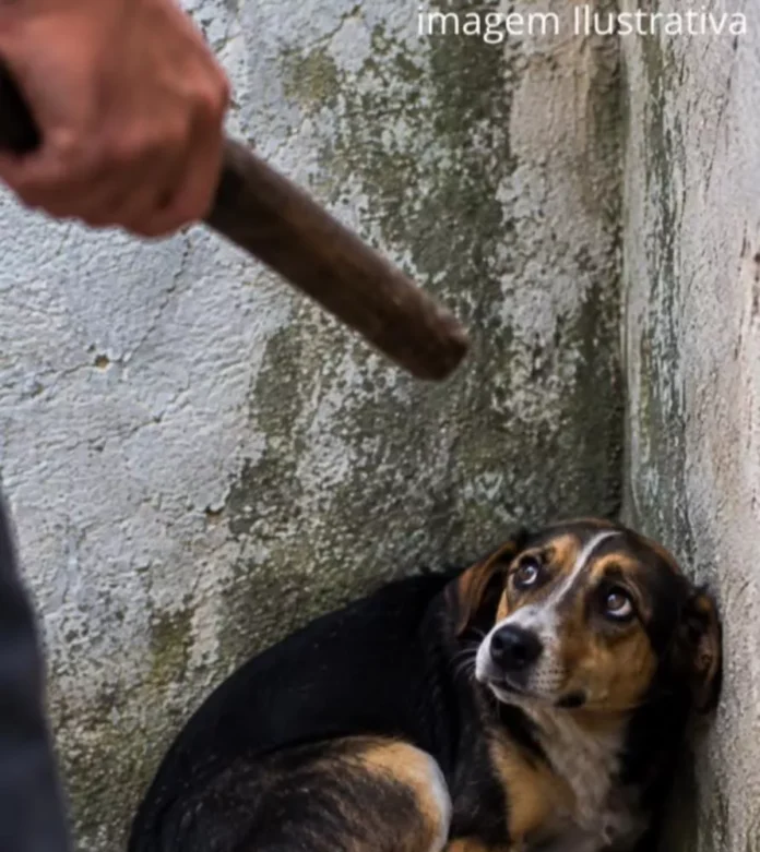 Policiais militares durante ocorrência de denúncia de maus-tratos a animais em Santa Luzia