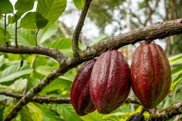 Pé de cacau com frutos, simbolizando a chegada do Salon du Chocolat à Bahia